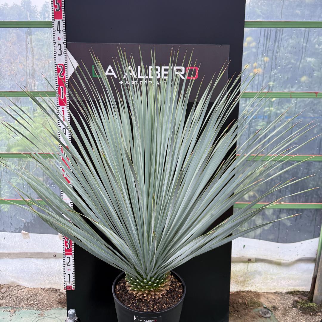 【AL1042】ユッカ　ロストラータ　ランチョブルー　数量限定販売