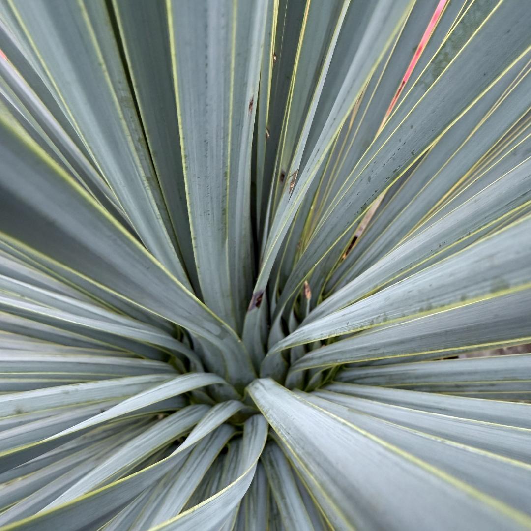 【AL1042】ユッカ　ロストラータ　ランチョブルー　数量限定販売