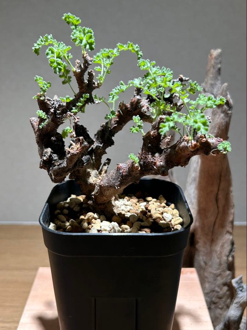 ペラルゴニウム　アルテルナンス