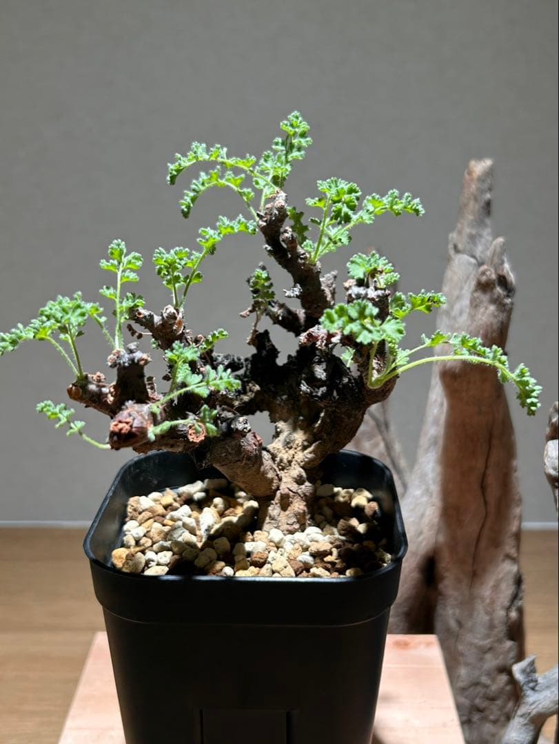 ペラルゴニウム　アルテルナンス