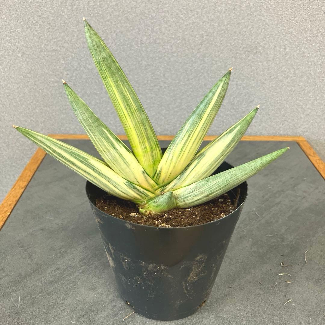 超絶希少❗️サンスベリア　雪女✨