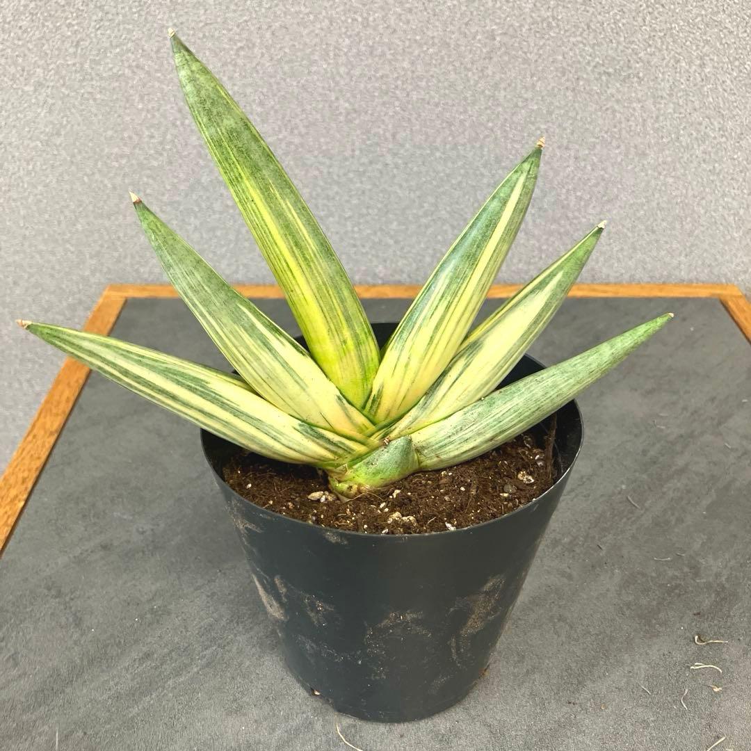 超絶希少❗️サンスベリア　雪女✨