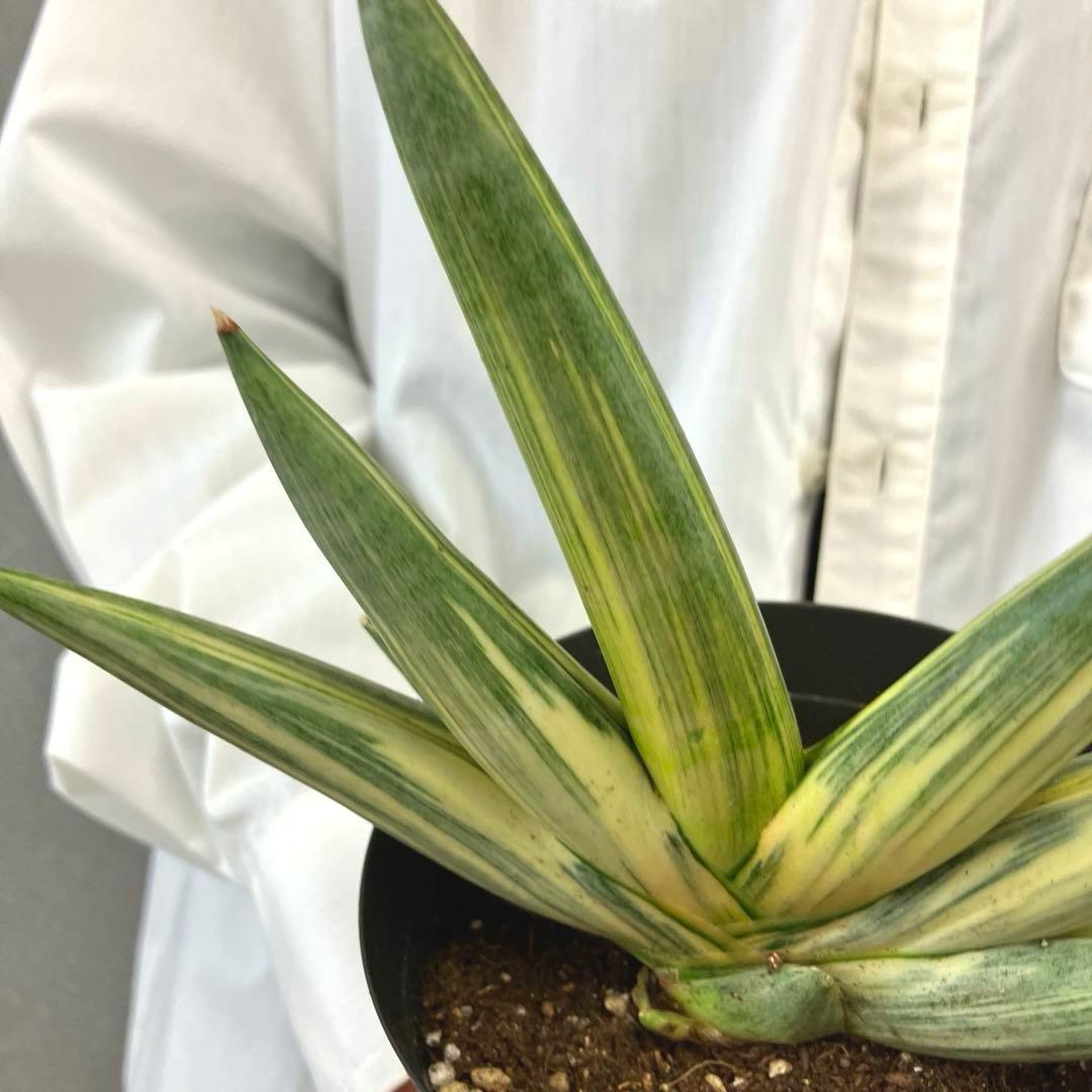 超絶希少❗️サンスベリア　雪女✨