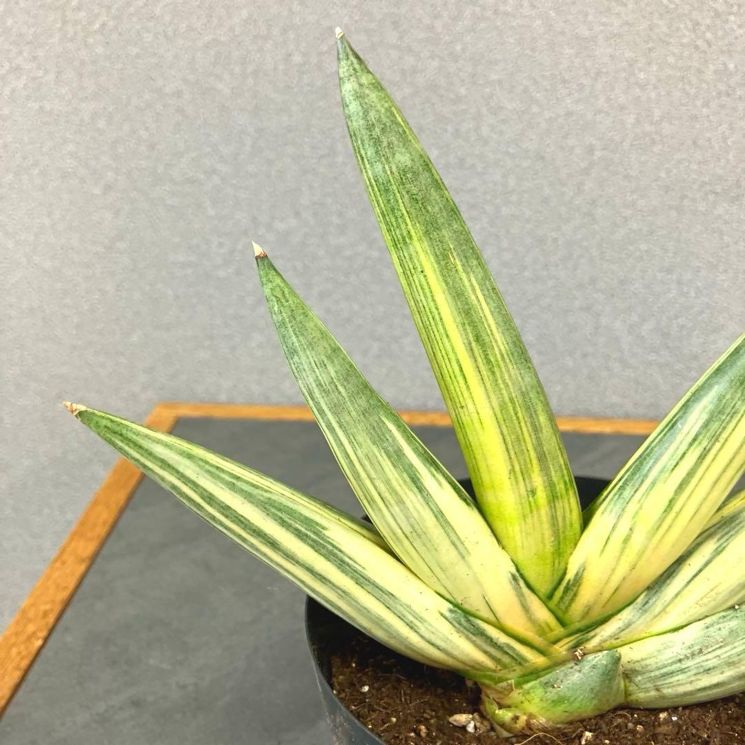 超絶希少❗️サンスベリア　雪女✨