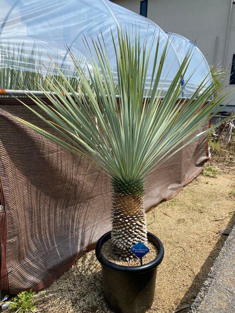 ユッカロストラータブルーサンダー