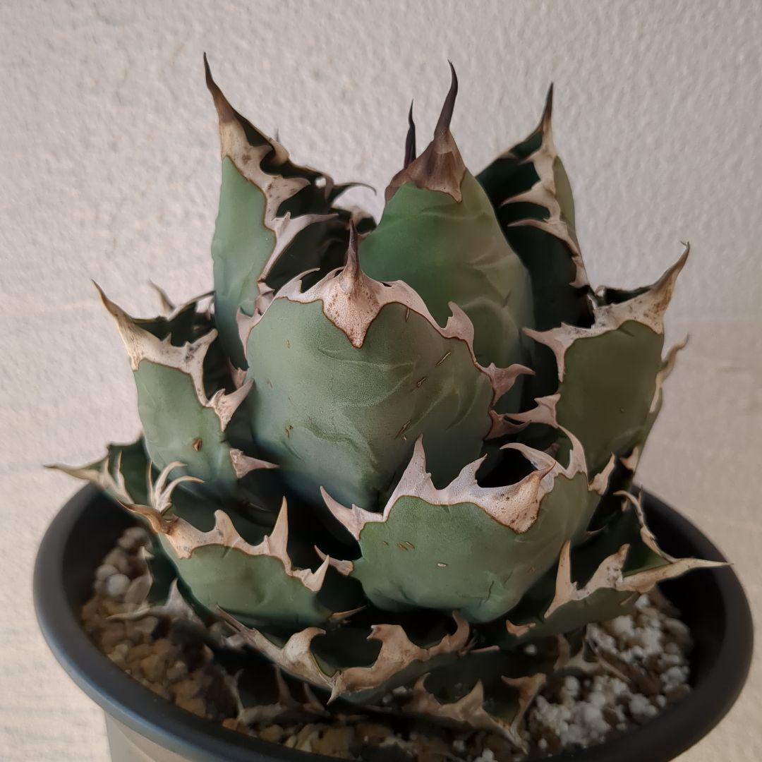 チタノタ　イラン株　ドワーフ