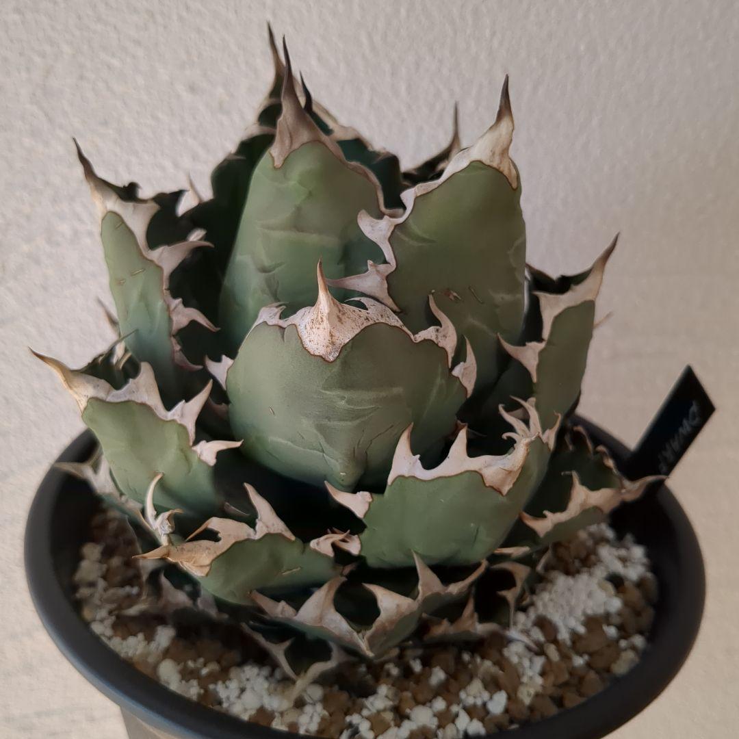 チタノタ　イラン株　ドワーフ