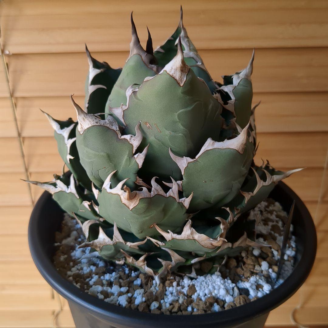 チタノタ　イラン株　ドワーフ