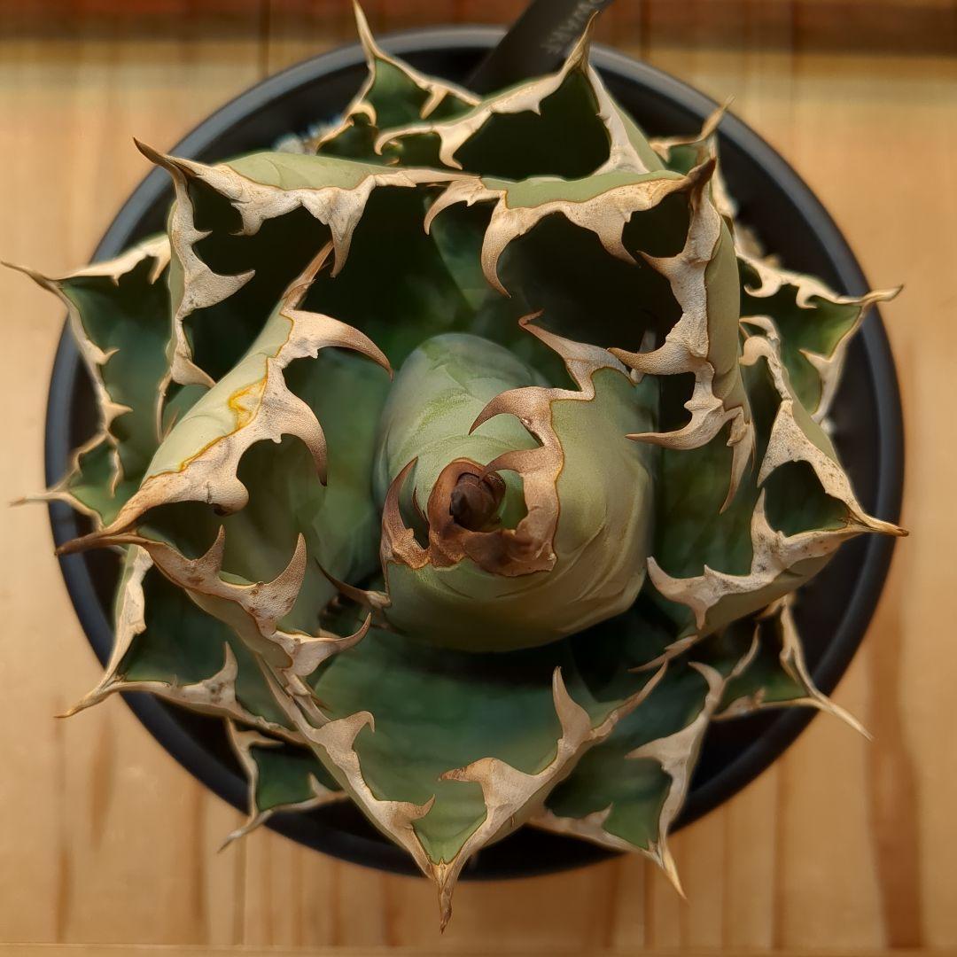 チタノタ　イラン株　ドワーフ