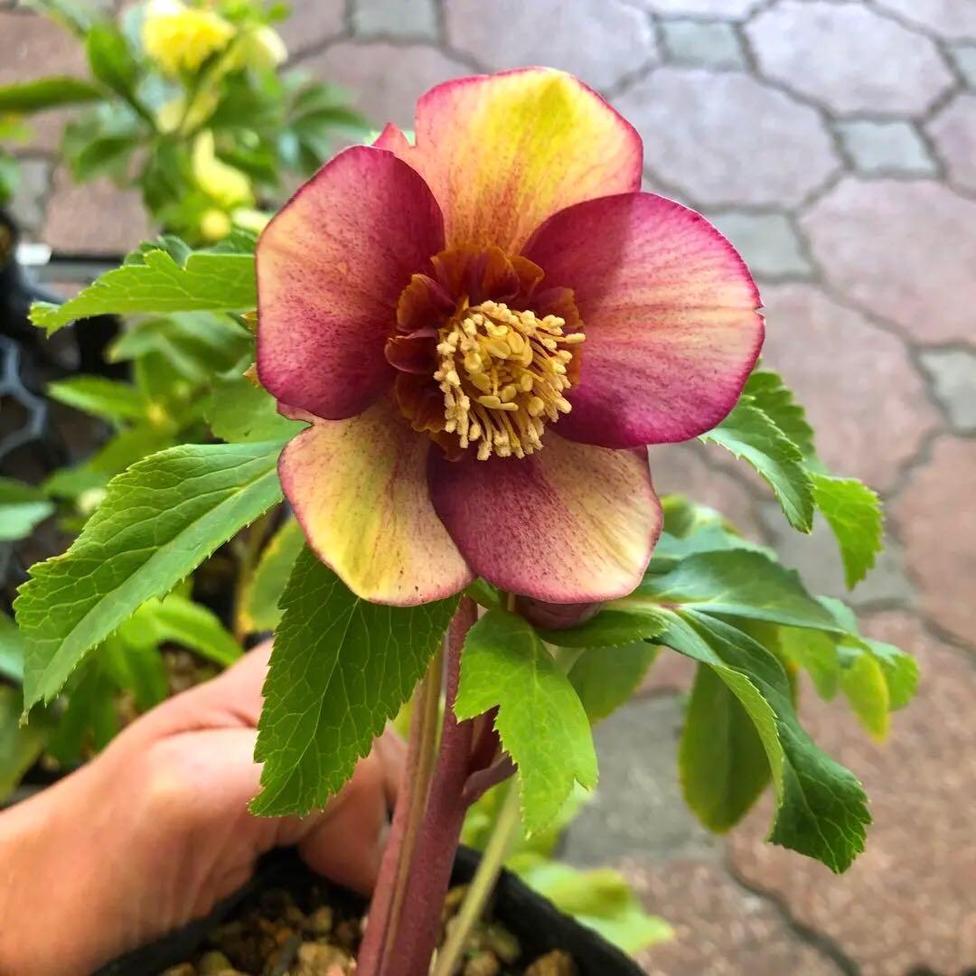 新潟ハイブリッド クリスマスローズ 11ポットセット お買い得です レア品種