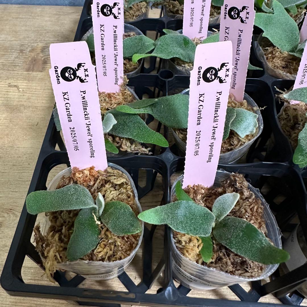 【すー】24株+4株