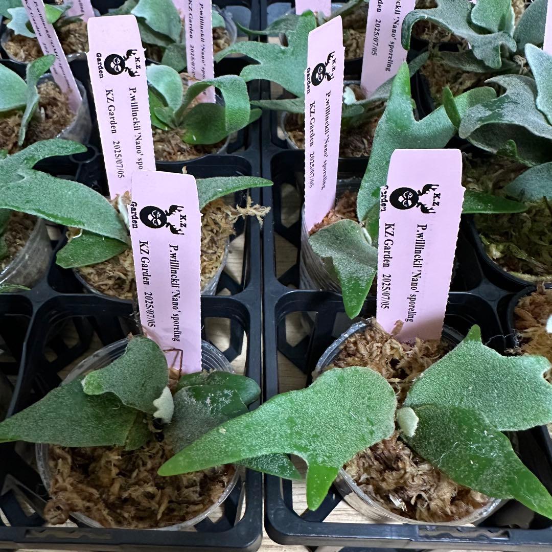 【すー】24株+4株