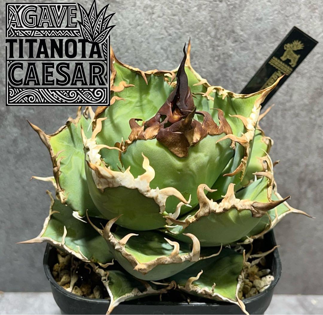 チタノタ　シーザー　美株　タグ付き　【97】