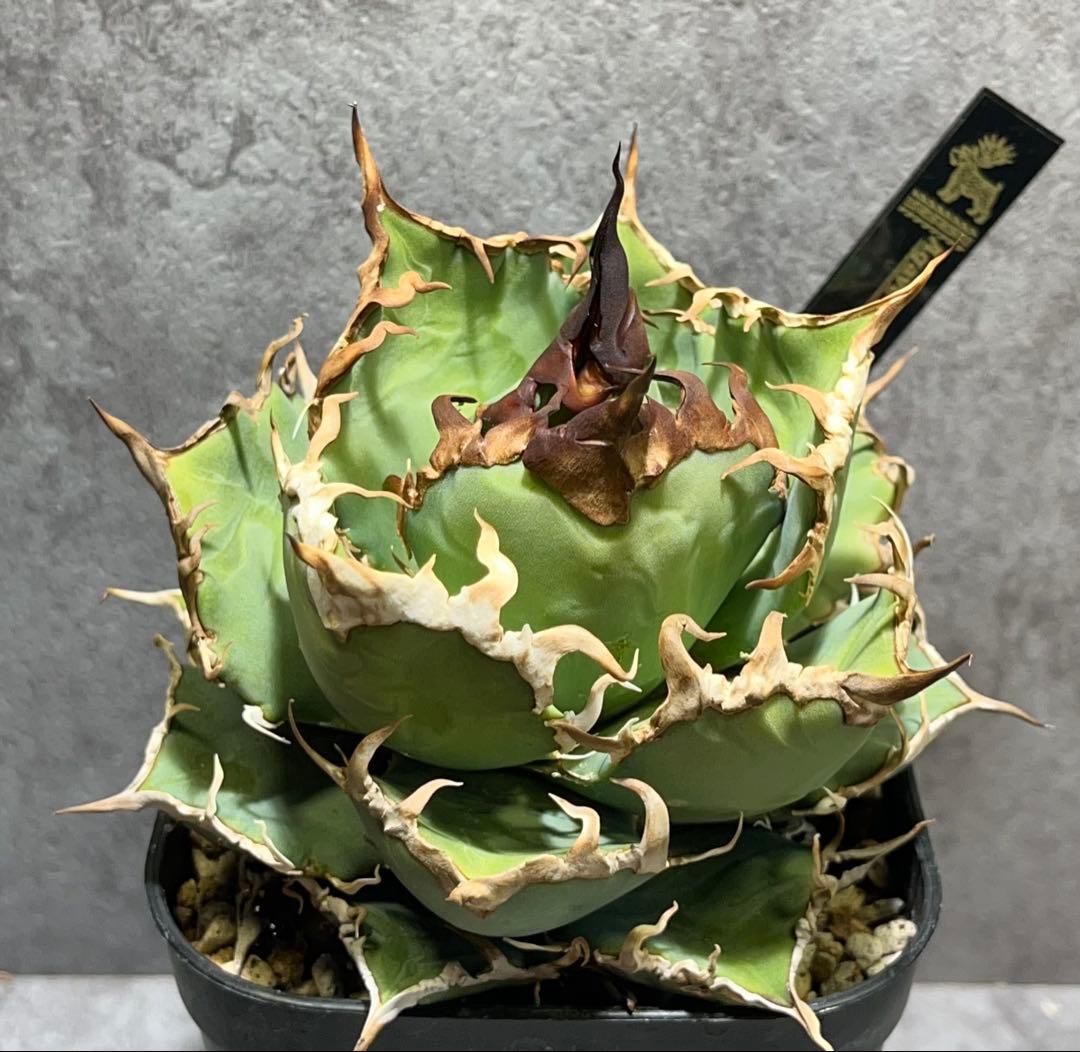 チタノタ　シーザー　美株　タグ付き　【97】