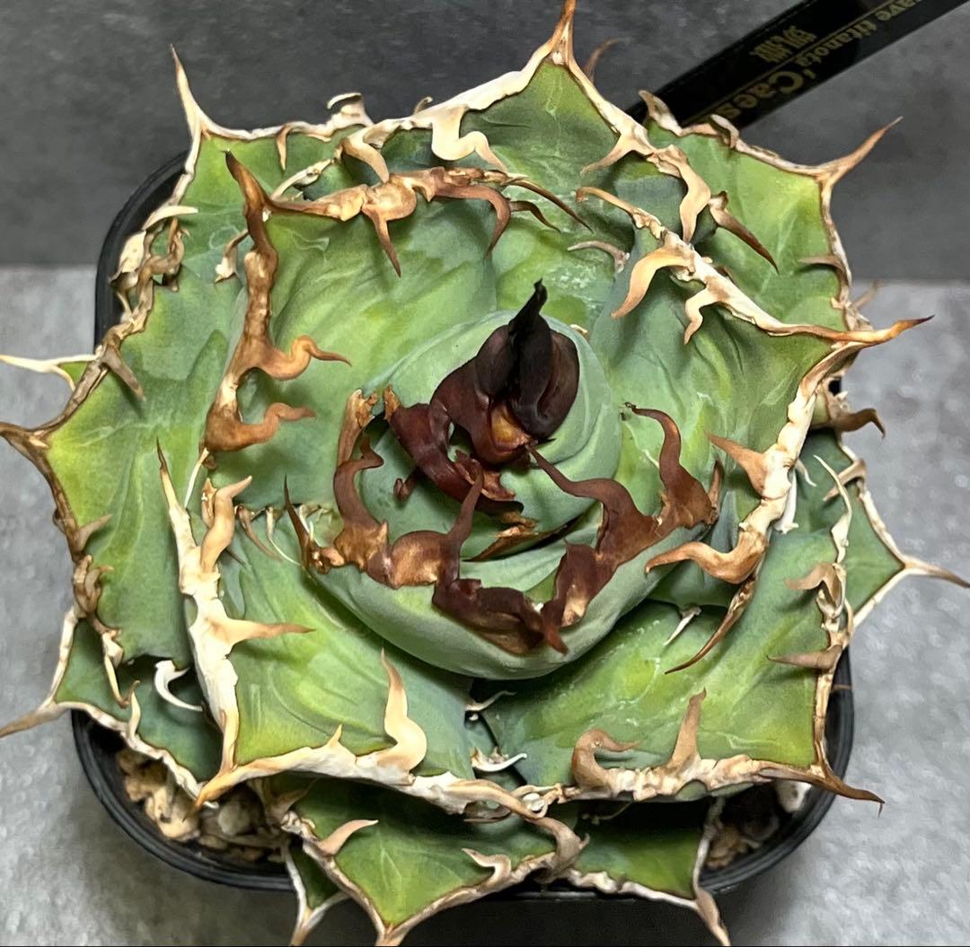 チタノタ　シーザー　美株　タグ付き　【97】