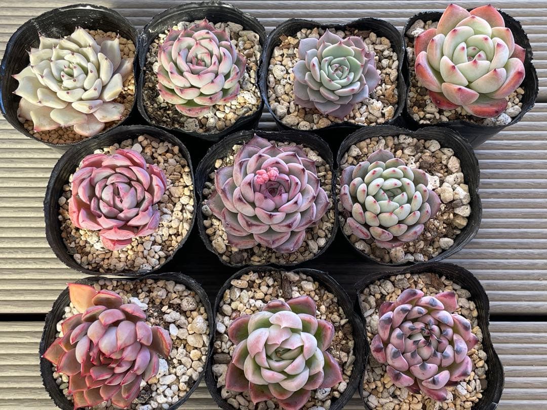 桜子　サンセットグレイ　雪つぼみ　紫紺の矢　恋煩い　ももりん　他　多肉植物