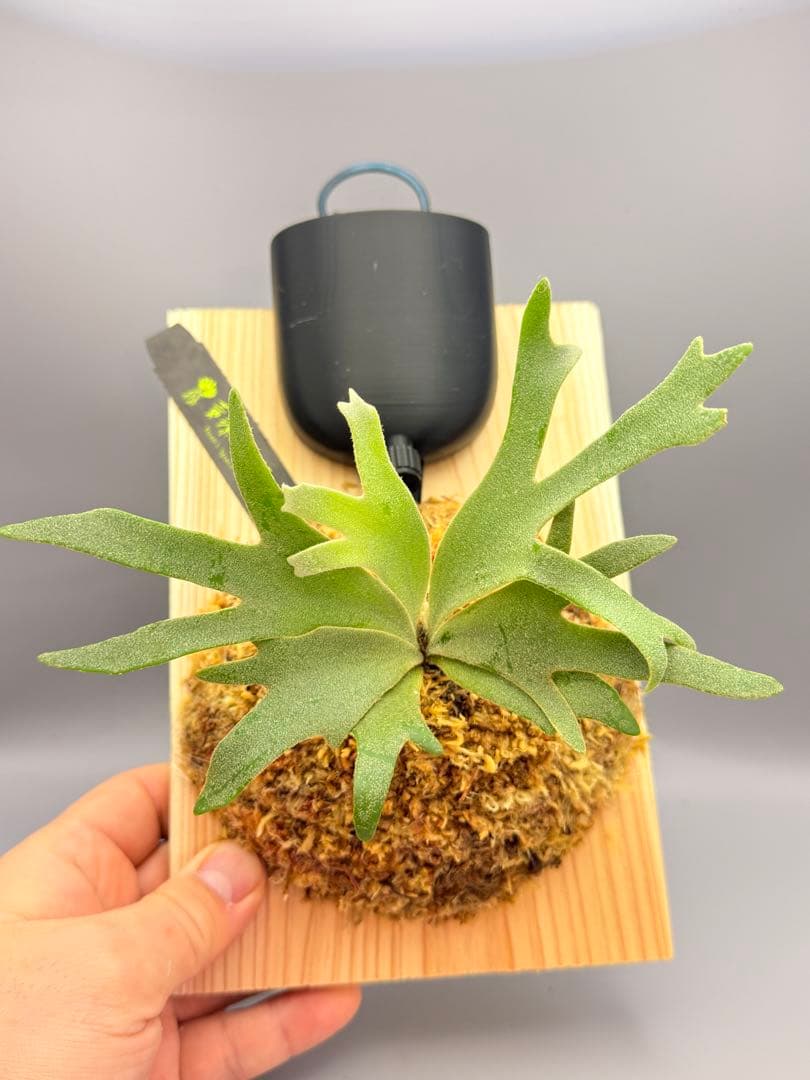 こたろう　ビカクシダ willinckii Golden Boy