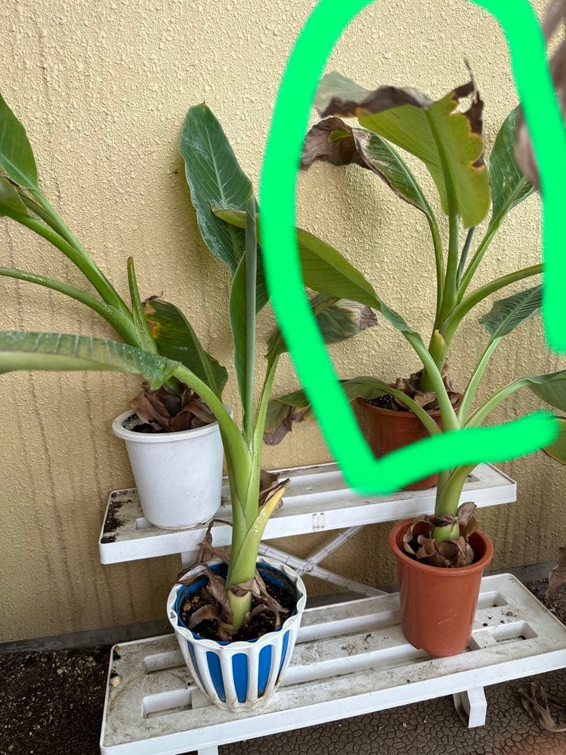 地湧金蓮（ウンナンチユウキンレン)  地湧金蓮