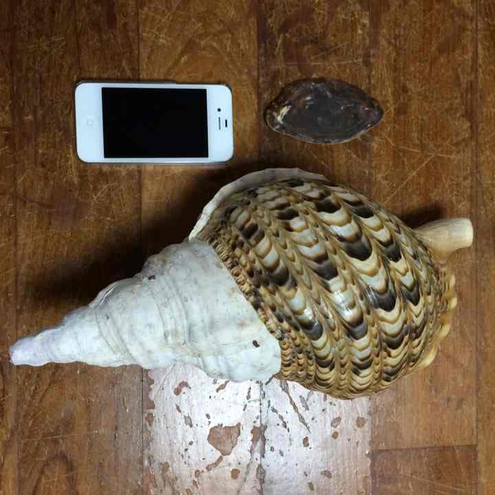 ホラ貝 33cm 即決の方のみ値下げ可