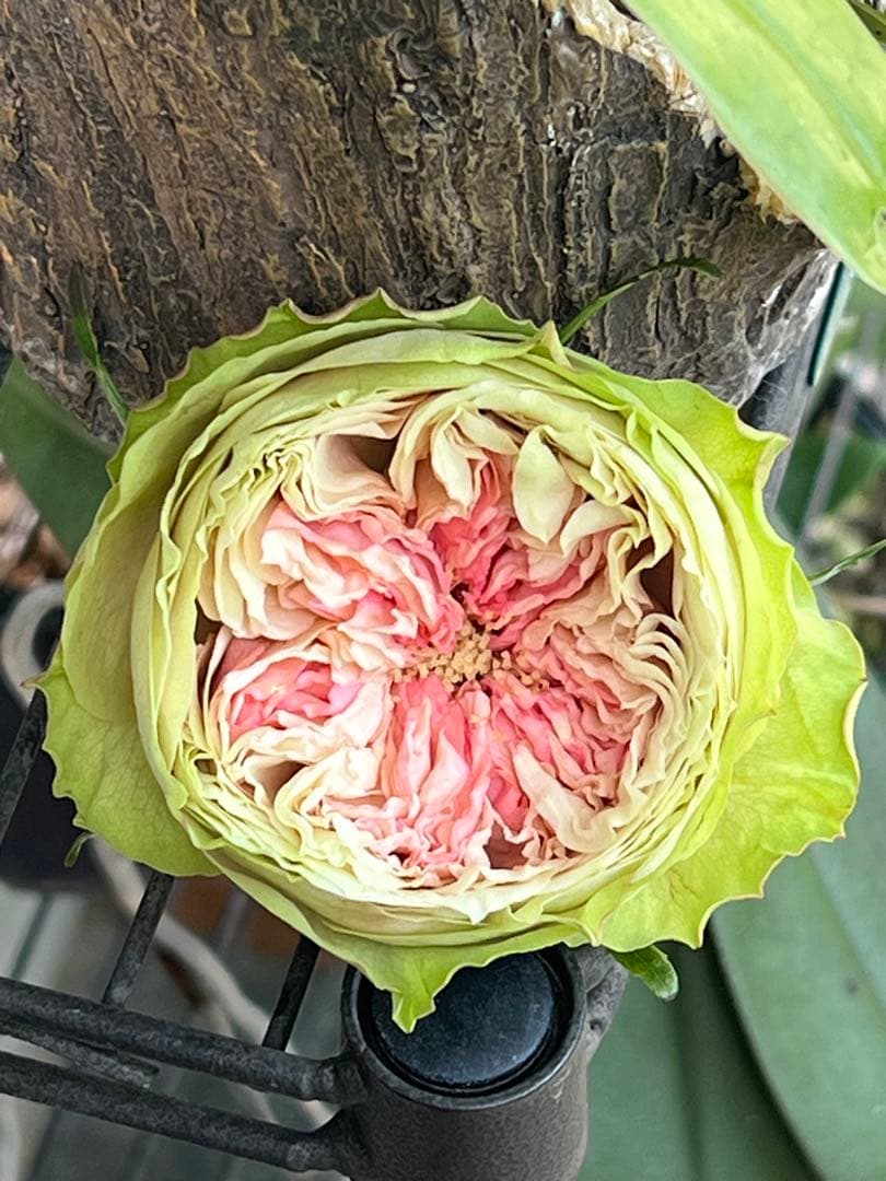 「ベティ」切り花品種バラ苗　レアバラ　 4点