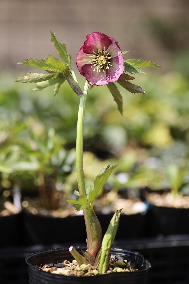 クリスマスローズ 開花実績株 SSピンクバイカラー