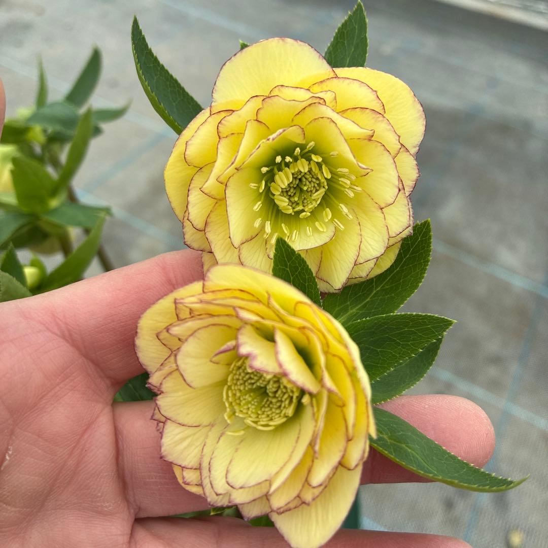 クリスマス　イエローピコティ　７寸　可愛い