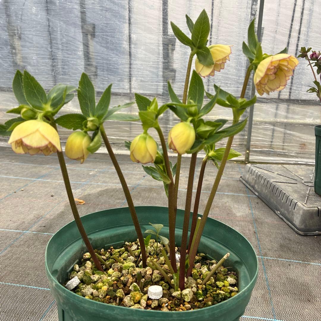 クリスマス　イエローピコティ　７寸　可愛い