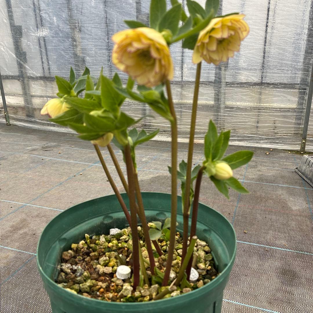 クリスマス　イエローピコティ　７寸　可愛い