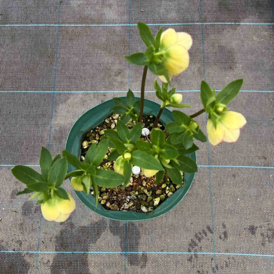 クリスマス　イエローピコティ　７寸　可愛い