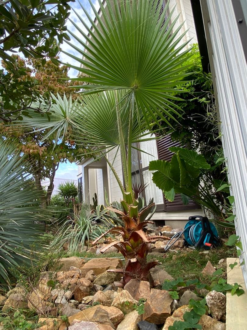 ワシントンヤシ　引き取り限定　愛知県