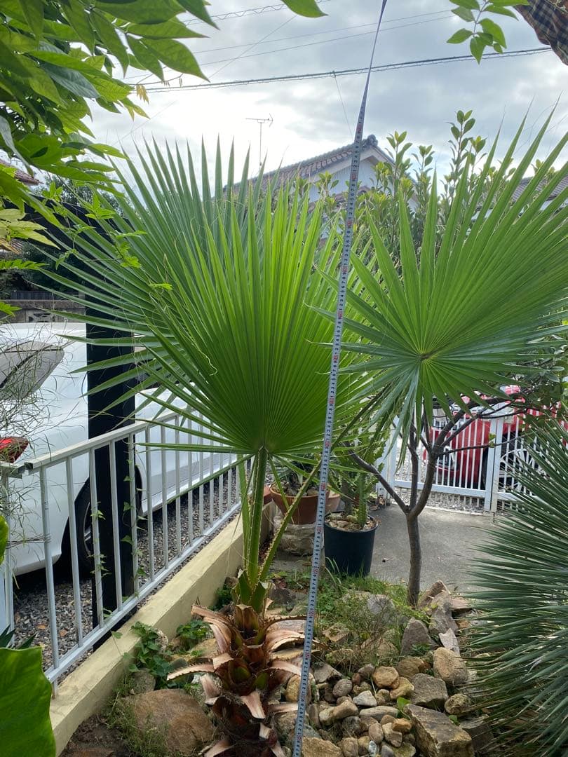 ワシントンヤシ　引き取り限定　愛知県