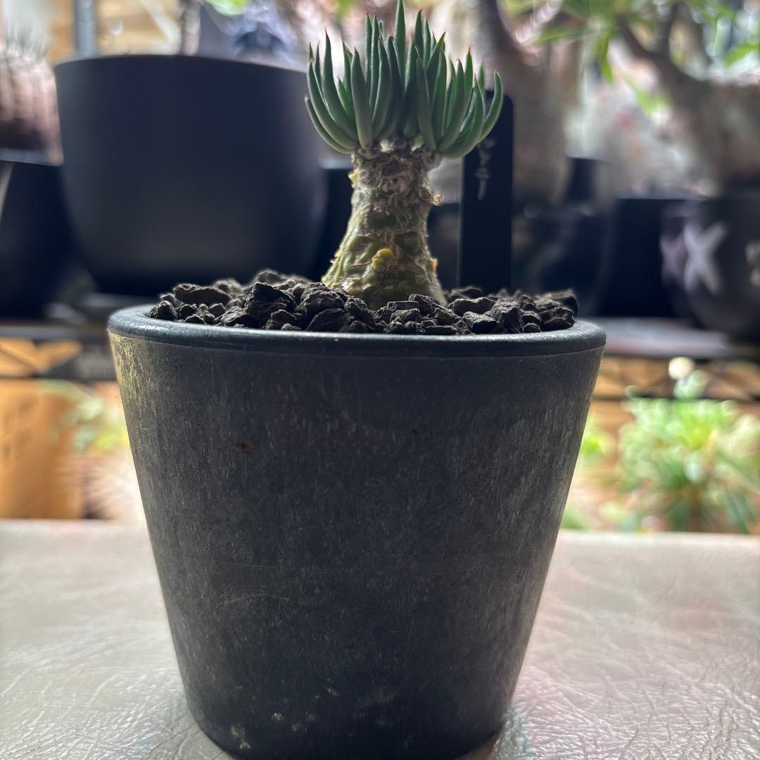 トムソン　ペアルソニー