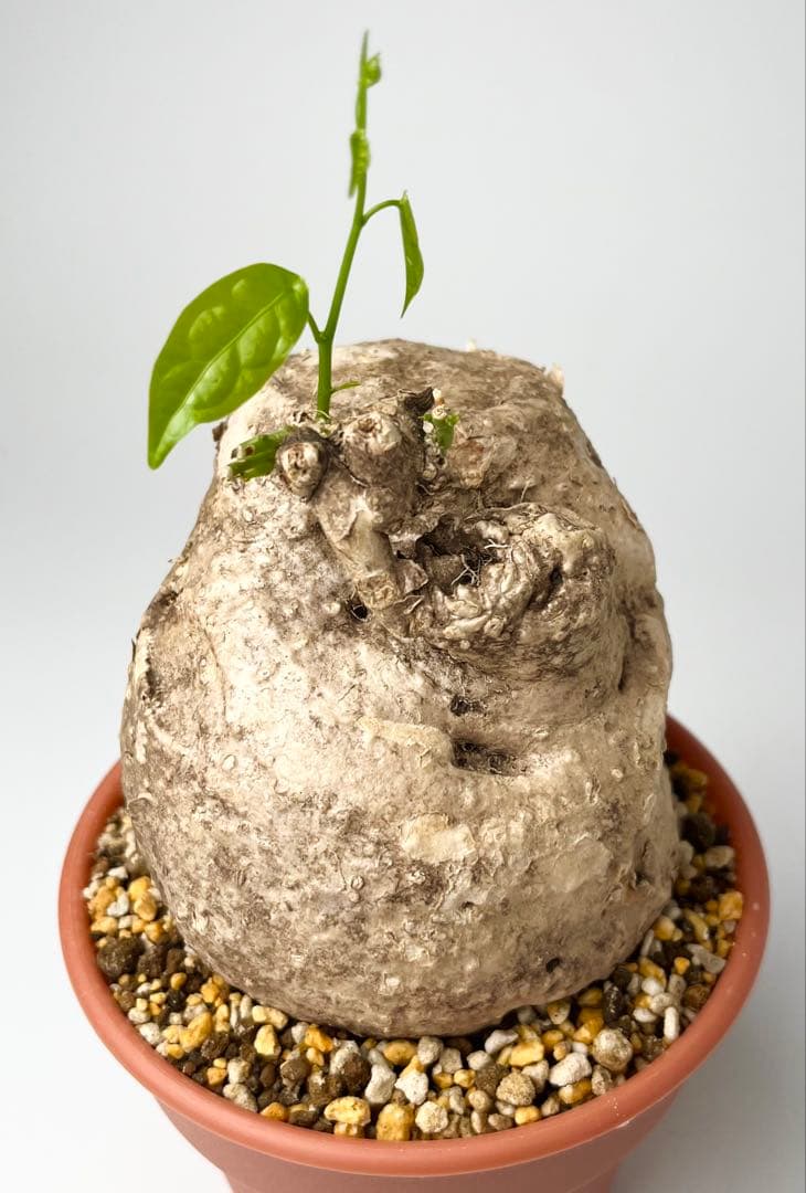 【激レア/大株/塊根植物】アデニア ペナンギアナ 鉢植え