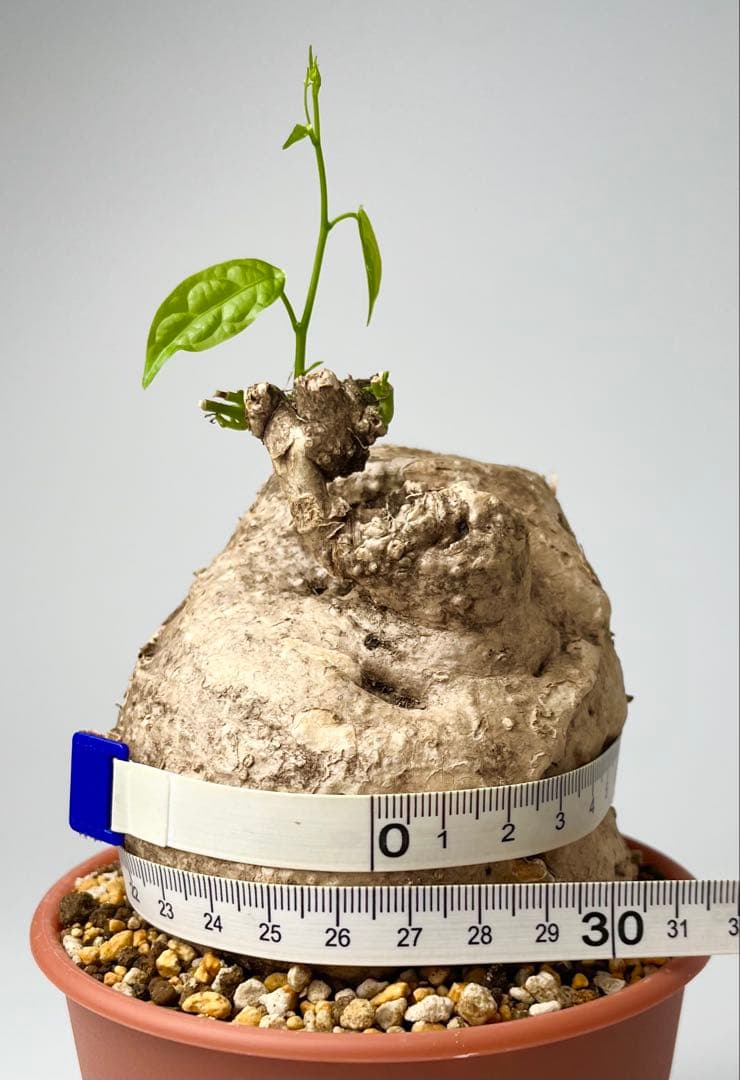 【激レア/大株/塊根植物】アデニア ペナンギアナ 鉢植え