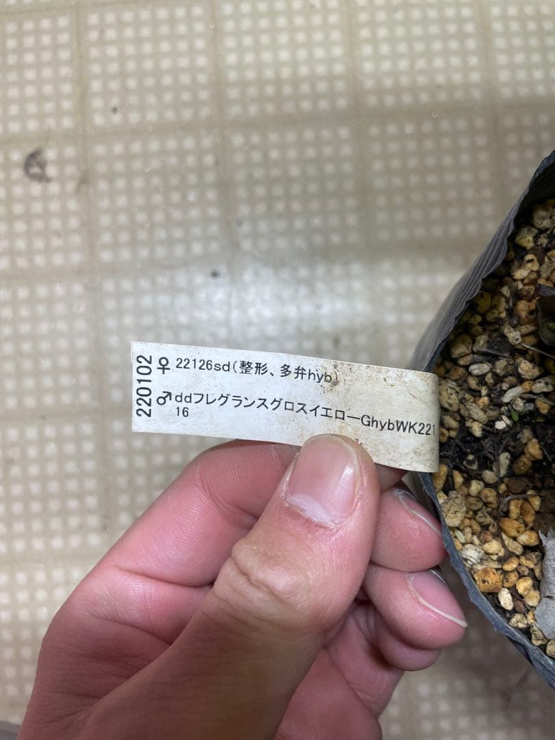 加藤農園 イエロー系 かわいい クリスマスローズ