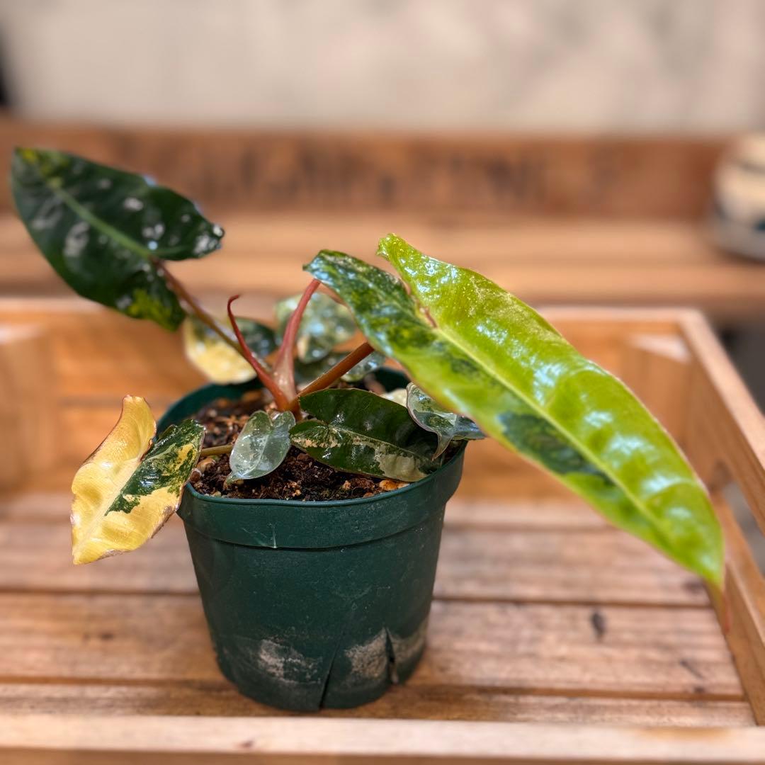 32 フィロデンドロン　ビレッタエ　斑入り　ビレッティア