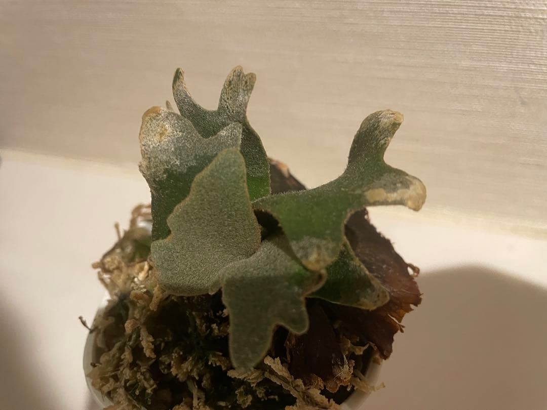 ビカクシダ P.willinckii OMG 3鉢セット