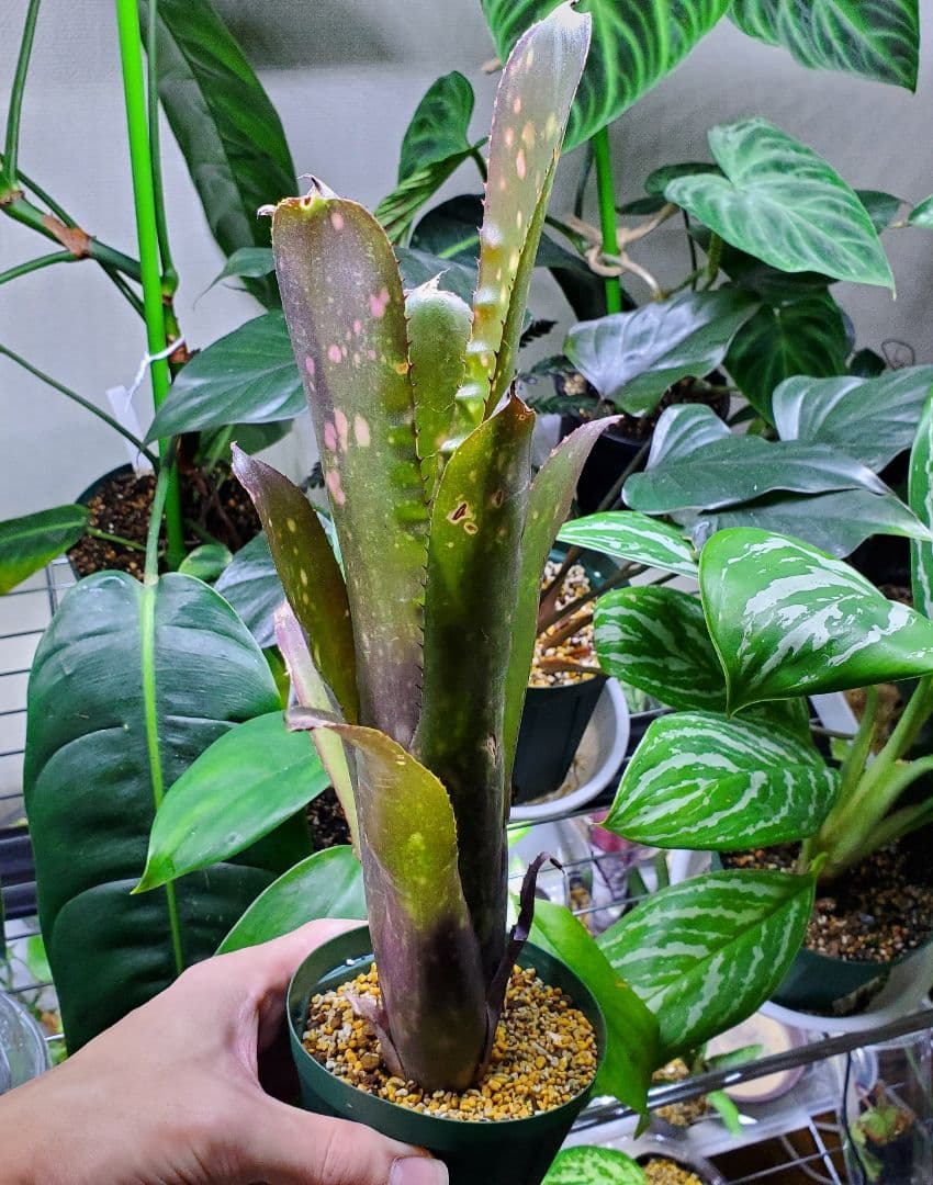 ビルベルギア ハレルヤ タンクブロメリア 観葉植物 Billbergia