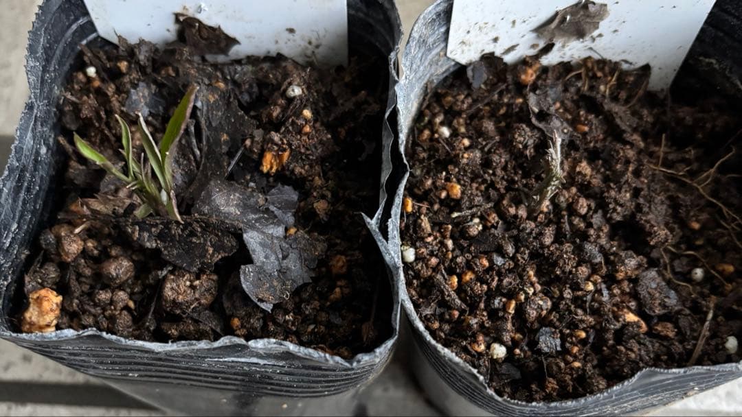 生花　クレマチス苗　バーシーカラー　クレマチス　妙福　宿根草　花苗　多年草　壺型