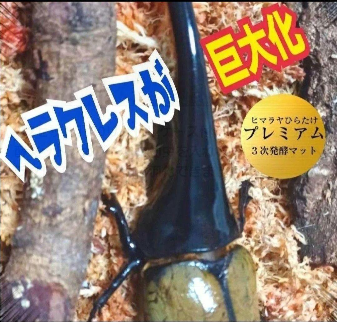 ヘラクレスが大きくなります！プレミアム3次発酵マット【60L】180ミリ羽化実績