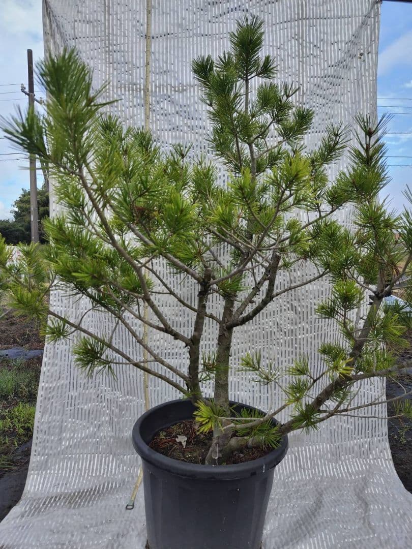 白松　ハクショウ　170cm 希少