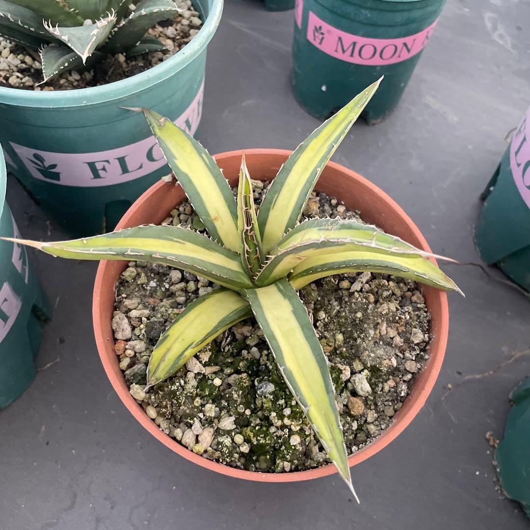 多肉植物アガベ チタノタ 帝釈天黄中斑