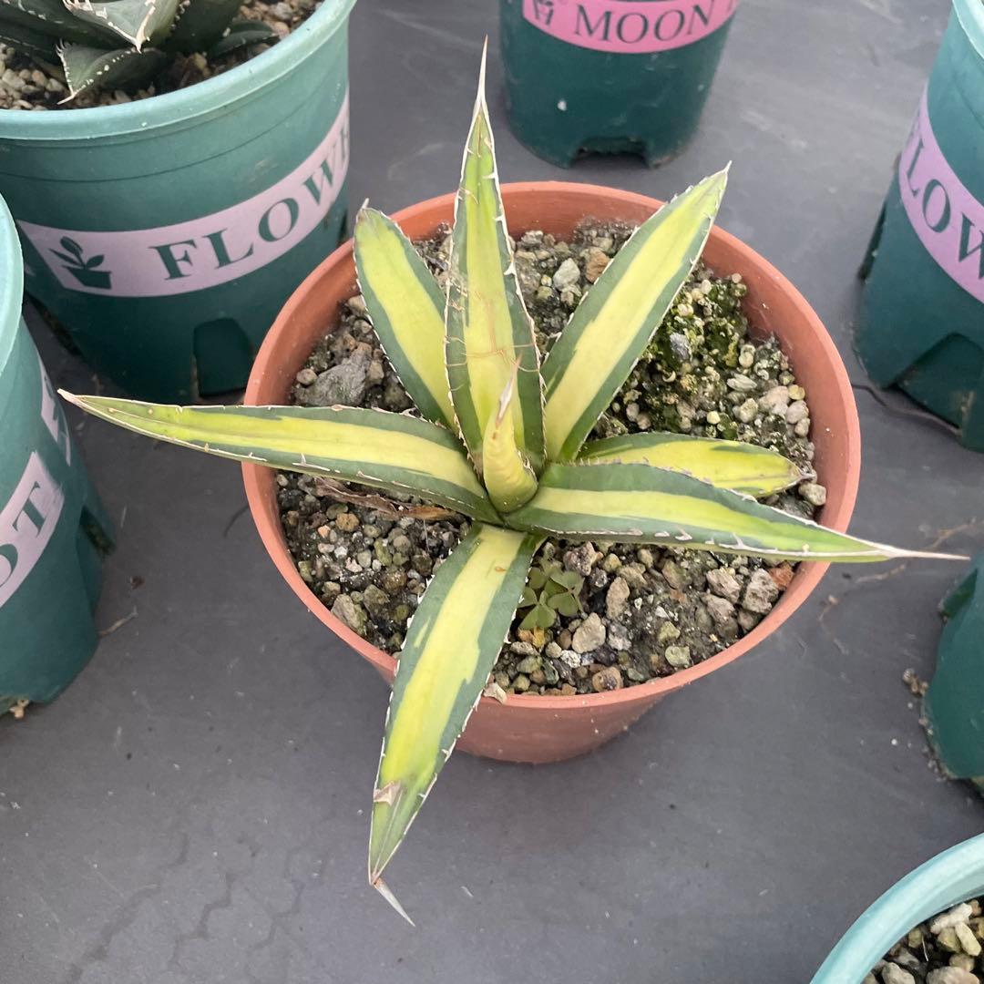 多肉植物アガベ チタノタ 帝釈天黄中斑