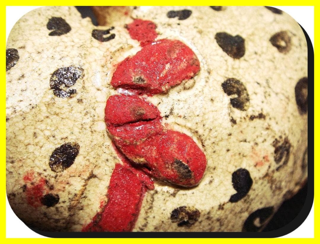 ma602⑦『ユキヒョウ 招き猫 横』陶器　/骨董品 古美術 アンティーク 古玩