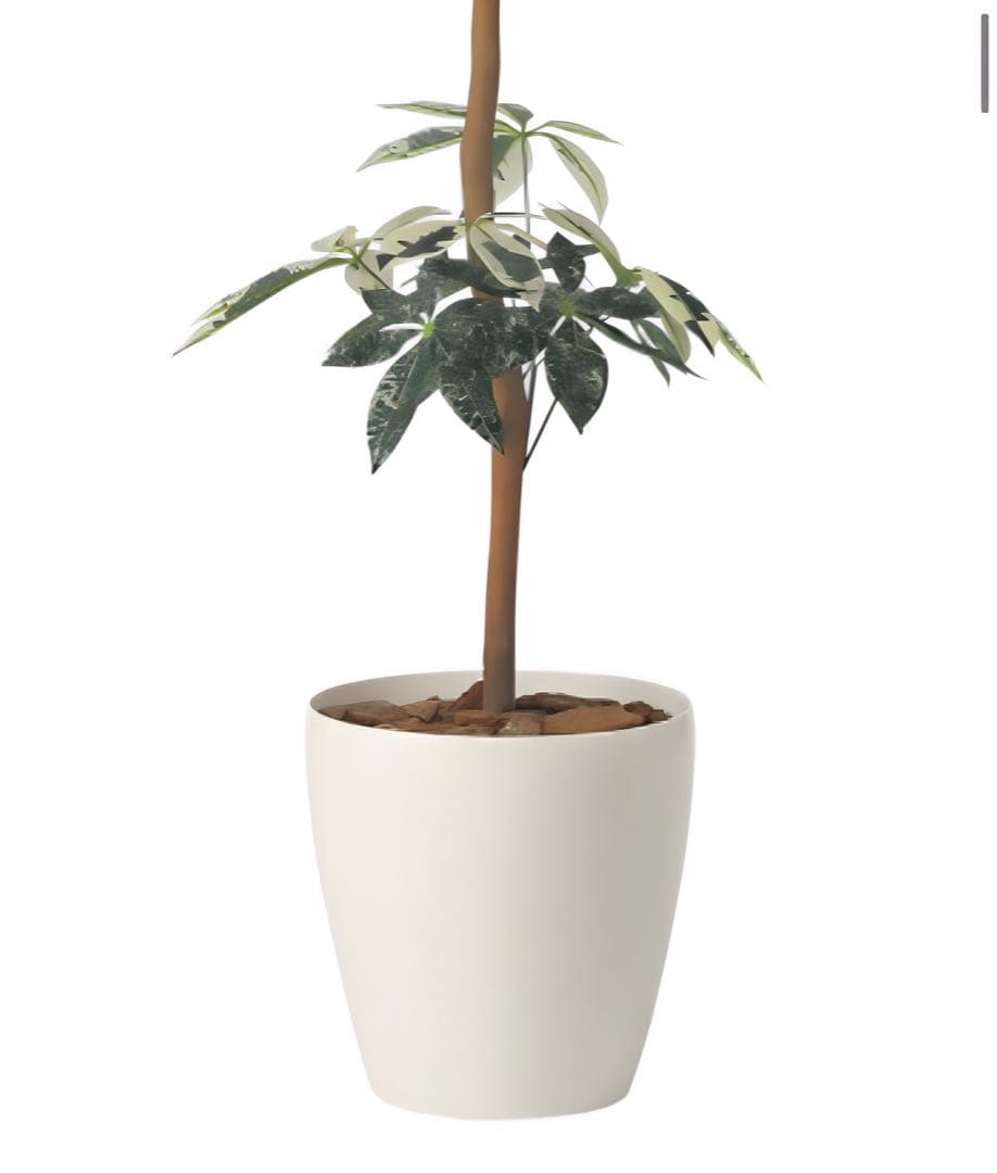 光触媒　人工観葉植物　ウォールグリーン　フェイクグリーン　ミルキーパキラ1.6