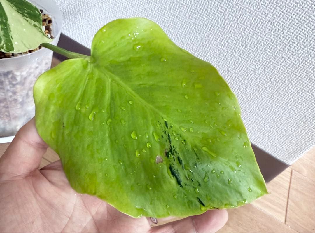 「超激レア」モンステラ　ライトライム　Light Lime フルムーン遺伝安定