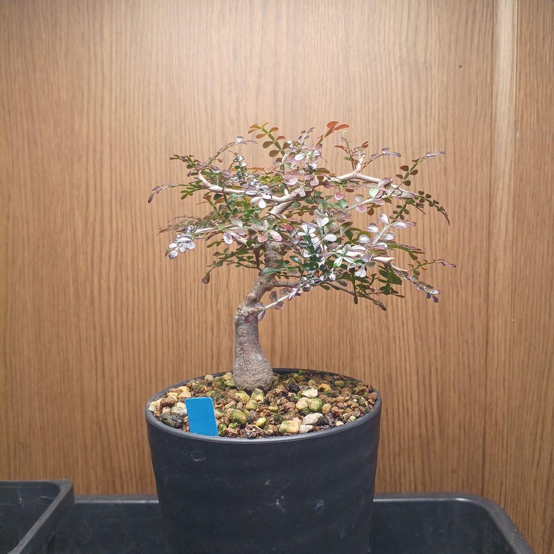 オペルクリカリア パキプス 根挿し 1年半 【らくらくメルカリ便 土日発送】