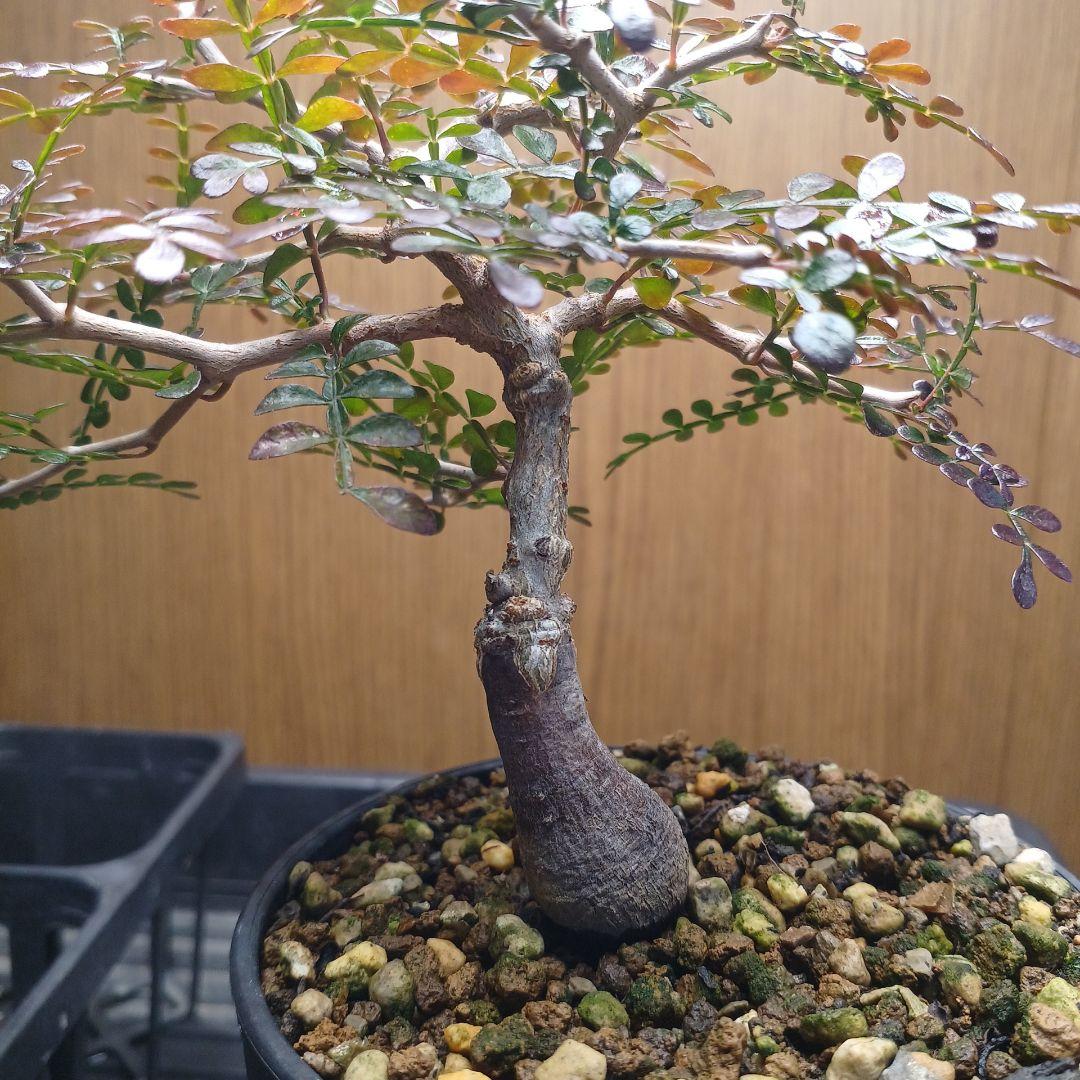 オペルクリカリア パキプス 根挿し 1年半 【らくらくメルカリ便 土日発送】