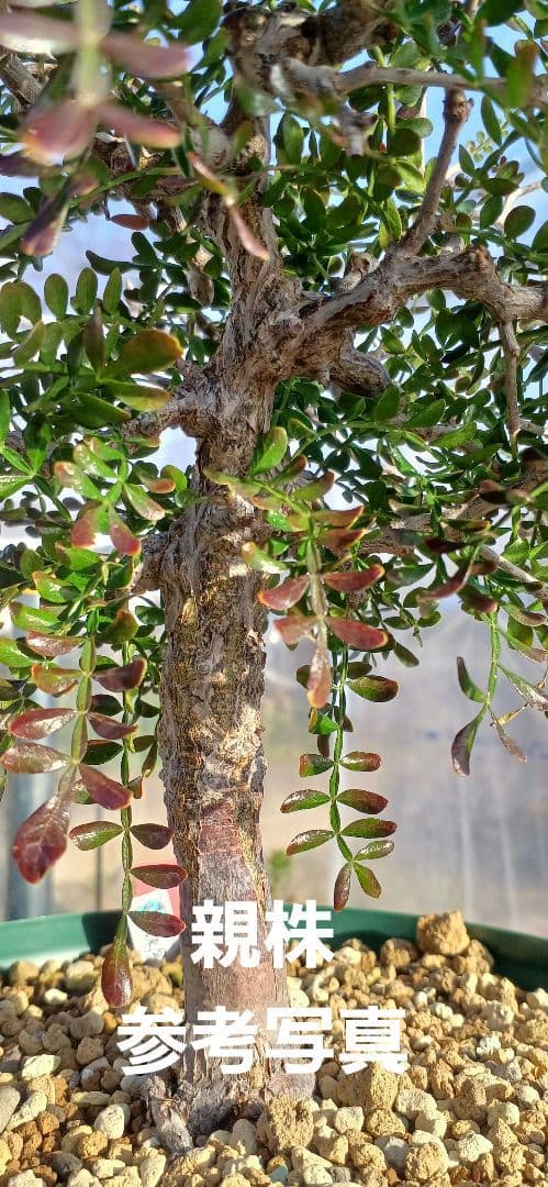 オペルクリカリア パキプス 根挿し 1年半 【らくらくメルカリ便 土日発送】