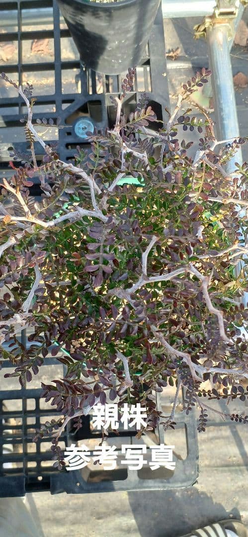 オペルクリカリア パキプス 根挿し 1年半 【らくらくメルカリ便 土日発送】